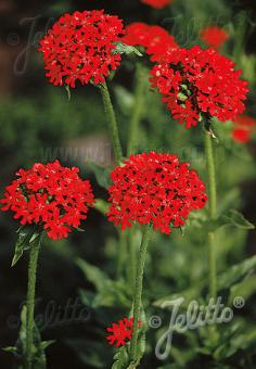 Lychnis  chalcedonica